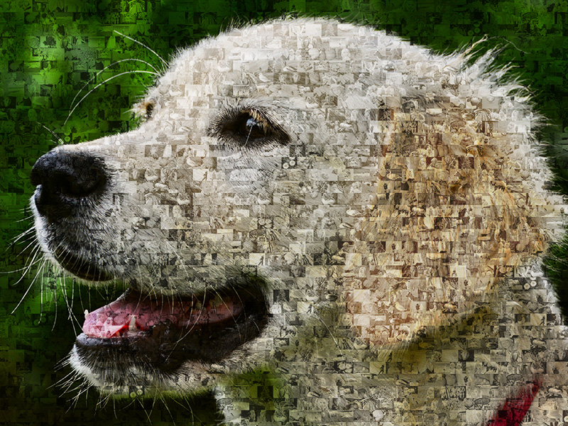 Foto mosaico de perro Golden Retriever