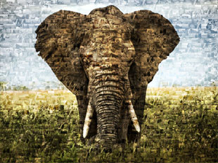 Elefante en foto mosaico